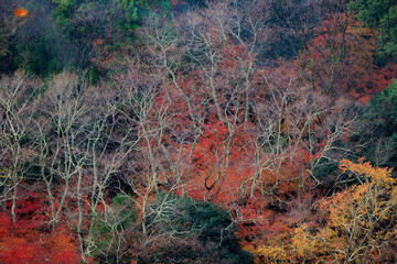 Vibrant momiji fall colors in Japan - 773228135