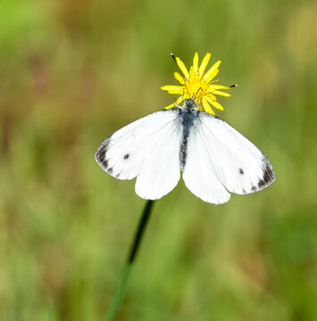 Papillon aux ailes blanches avec deux points noirs accroché à une fleur de pissenlit jaune