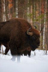 Wild European Bison in Winter Forest. European bison - Bison bonasus, artiodactyl mammals of the genus bison