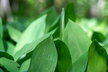 Obraz premium First Vivid Green Fresh Spring Lily of the Valley Close Up Top View.
