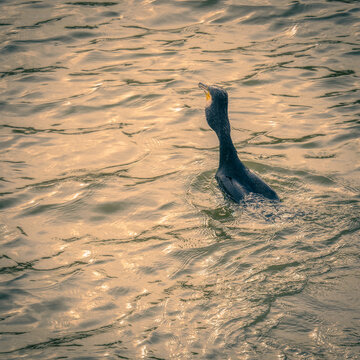Cormoran qui p&ecirc;che et avale un poisson dans le fleuve la Seine