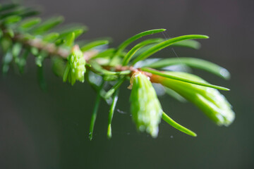 Young Needles of a Spruce Shining with Vivid Green Color, Macro Shot.