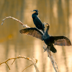 Deux oiseaux noirs cormorans assis sur une branche au-dessus de l'eau font sécher leurs ailes...