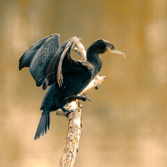 Cormoran déploie ses ailes en équilibre sur une patte sur une branche