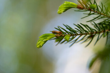 Young Needles of a Spruce Tree Shining with Vivid Green Color.
