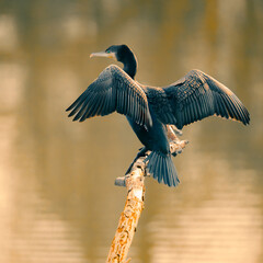Cormoran vu de dos fait sécher ses ailes déployées au soleil