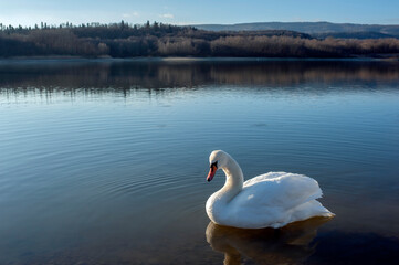 A white majestic swan floats in front of a wave of water. Young swan in the middle of the water. Drops on a wet head.