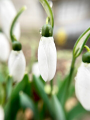 Early white snowdrops close -up