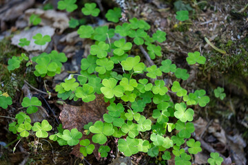 Forest Spring Plants Shining with Vivid Green Color.