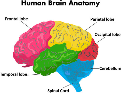 Human Brain Anatomy Vector Art  jpeg file Free Downlaod