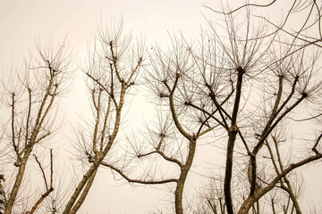 Bare tree branches on a cloudy day