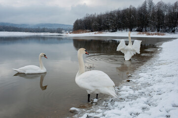 White swan onlake shore. Swan on beach. Swan on shore