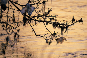 Sacs plastiques accrochés aux arbres en bord du fleuve La Seine en France au coucher du soleil
