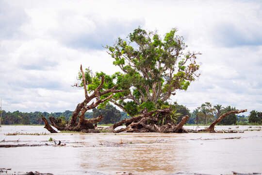 &Aacute;rvore cercada pela enchente no Rio Tarauac&aacute;, Acre, Brasil.