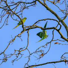 Atterrissage ailes déployées d'une perruche verte sur une branche dans un arbre à côté d'une deuxième perruche
