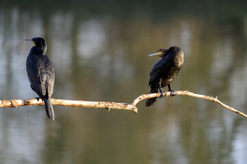 Deux cormorans sur une branche vus de dos se font la tête et se snobent