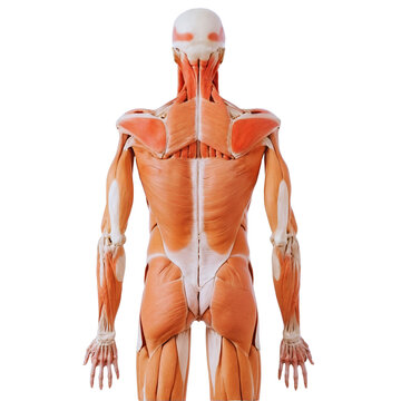 Muscular system of half a human body