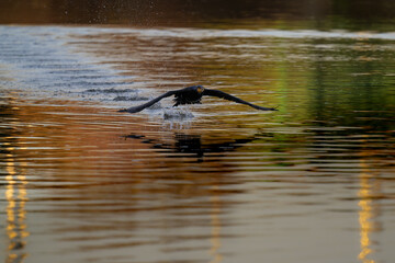 Cormoran qui vole sur la Seine en France