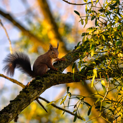 Ecurueil roux qui grimpe dans un arbre