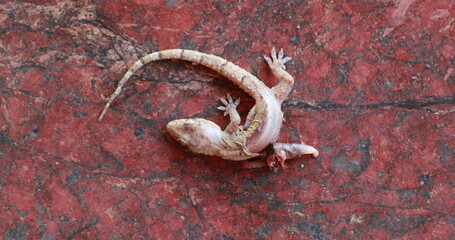Dead lizard on the ground