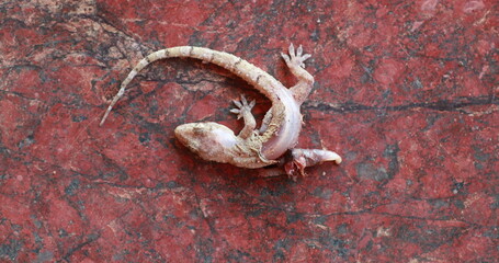 Dead lizard on the ground