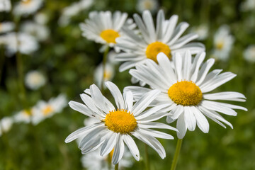 Fototapeta premium close up of pretty white ox eye daisies with a blurred green background