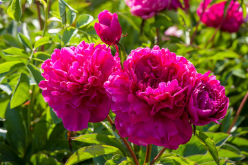 close up of bright pink peony flowers