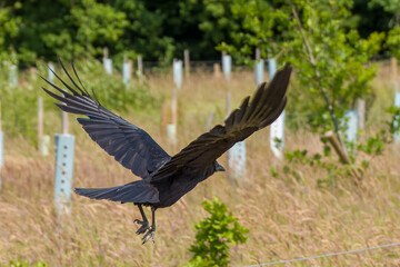 the carrion crow corvus corone a passerine bird of the family corvidae in flight flying with trees in the background - obrazy, fototapety, plakaty