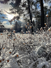 Forest under snow cover, sun and shadows, blue sky.
