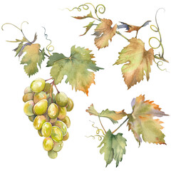Set of green grapes with leaves. Isolated clip art. Hand painted watercolor illustration. - 773240737