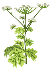 Hogweed. Vector botanical isolated illustration.