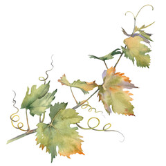 Branch of green grapes leaves. Isolated clip art. Hand painted watercolor illustration.