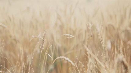 Obraz premium Wheat fields 