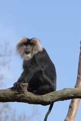 baboon sitting on a tree