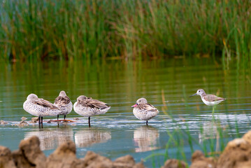 Egyptian duck. the duck found in africa . but this particularly shot in Elementaita ,Nakuru,Kenya