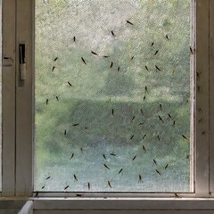Multiple mosquitoes on a mosquito window net or mesh - obrazy, fototapety, plakaty