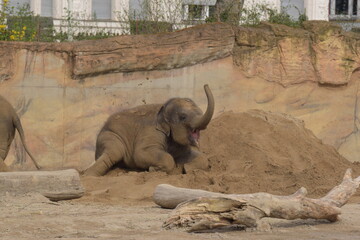 elephant in zoo, Elefant im Sand