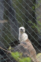 bird of prey, 