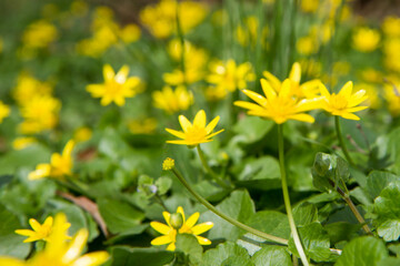 The lesser celandine or fig buttercup (Ficaria verna) blooming in spring - 773248504