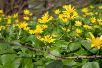 The lesser celandine or fig buttercup (Ficaria verna) blooming in spring - 773248507