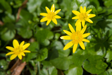 The lesser celandine or fig buttercup (Ficaria verna) blooming in spring - 773248539