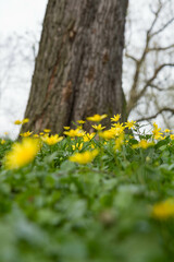 The lesser celandine or fig buttercup (Ficaria verna) blooming in spring - 773248541
