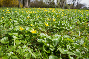 The lesser celandine or fig buttercup (Ficaria verna) blooming in spring - 773248554