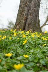 The lesser celandine or fig buttercup (Ficaria verna) blooming in spring - 773248558