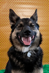 A 1-year-old black and tan Texas Heeler (Australian Shepherd + Australian Cattle Dog mix) dog smiles in a brightly-colored studio