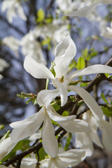 White Magnolia blooming in the spring  - 773248701