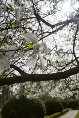 White Magnolia blooming in the spring  - 773248704