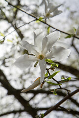 White Magnolia blooming in the spring  - 773248738