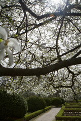 White Magnolia blooming in the spring  - 773248739