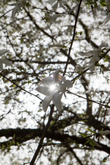 White Magnolia blooming in the spring  - 773248743
